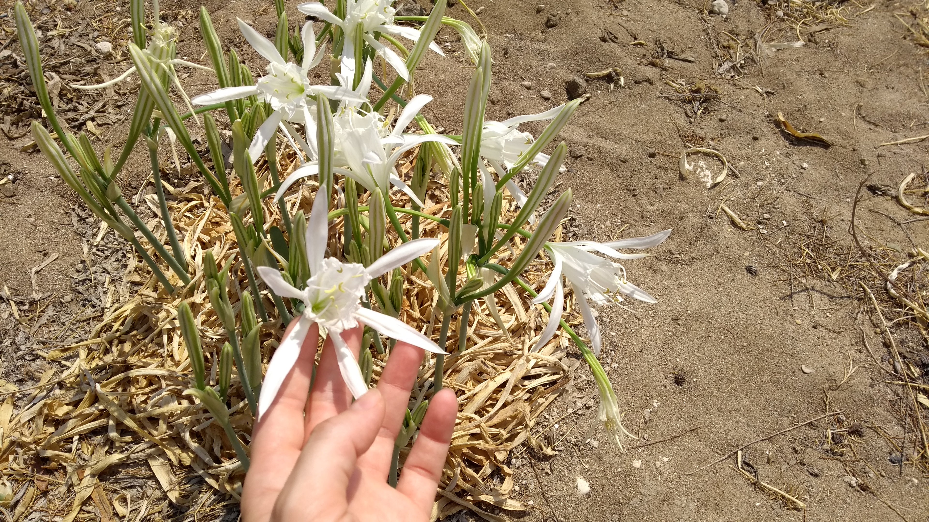 SEA DAFFODIL earrings